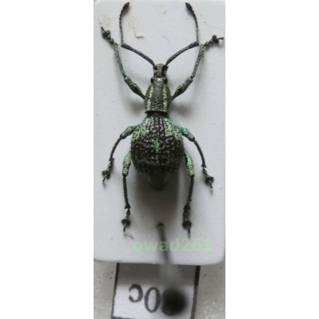 Neopyrgops sp. Heller, 1913 Philippines80c
